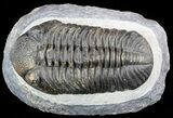 Large, Pedinopariops Trilobite - Mrakib, Morocco #50550-1
